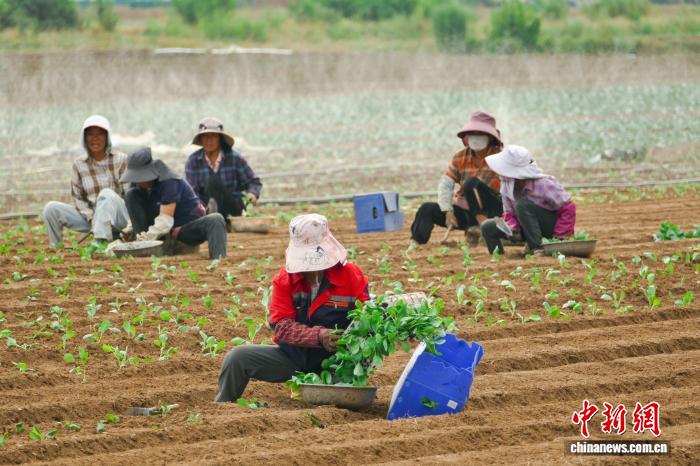 赛场焦点：那些让人心跳加速的瞬间 - 捷报比分